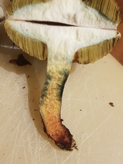 Xerocomellus cisalpinus