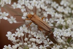 Oedemera podagrariae