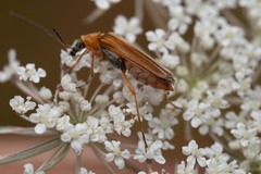 Oedemera podagrariae