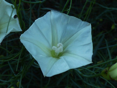 Calystegia longipes