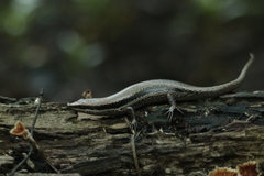 Notomabuya frenata