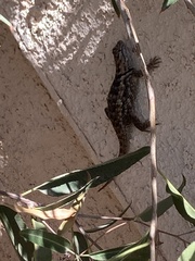 Sceloporus bimaculosus