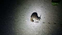 Megaustenia imperator