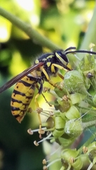 Vespula germanica