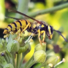 Vespula germanica