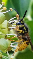 Vespula germanica
