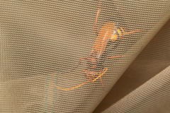 Cryptocheilus annulatus