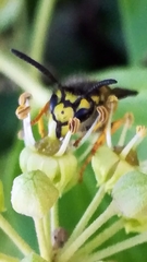 Vespula germanica