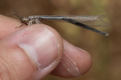 Creoleon lugdunensis