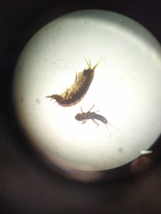 Gammarus pulex