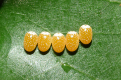 Pseudobunaea tyrrhena