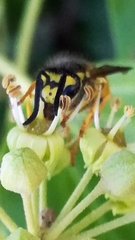Vespula germanica