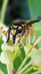 Vespula germanica
