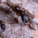 Camponotus ionius - Photo Δεν διατηρούνται δικαιώματα, uploaded by tikitu