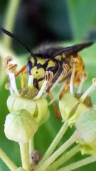 Vespula germanica