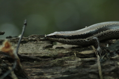 Notomabuya frenata