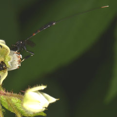 Gasteruption tarsatorium