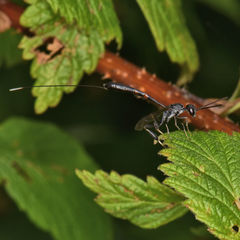 Gasteruption tarsatorium