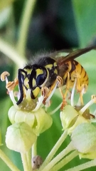 Vespula germanica