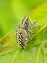 Trydarssus pantherinus