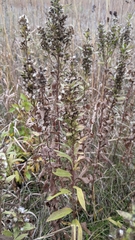 Solidago speciosa rigidiuscula