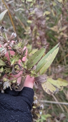 Solidago speciosa rigidiuscula