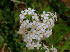 Struthiola myrsinites