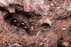 Camponotus ionius