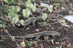 Pholidoscelis chrysolaemus