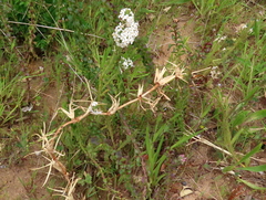 Struthiola myrsinites