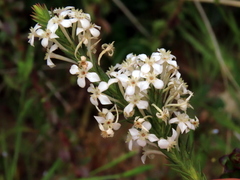Struthiola myrsinites