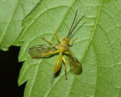 Theronia