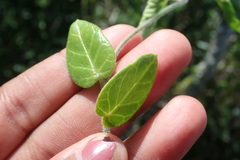 Cynanchum obtusifolium