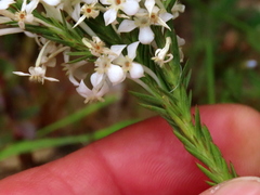 Struthiola myrsinites
