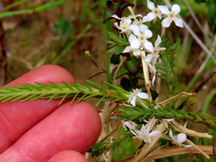 Struthiola myrsinites