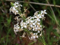 Struthiola myrsinites