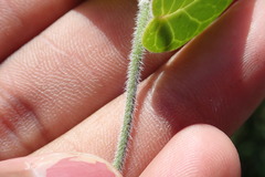 Cynanchum obtusifolium