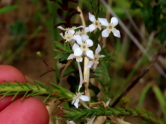 Struthiola myrsinites