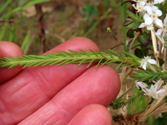 Struthiola myrsinites