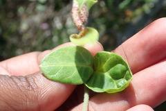 Cynanchum obtusifolium