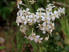 Struthiola myrsinites