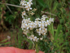 Struthiola myrsinites