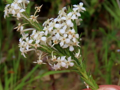 Struthiola myrsinites