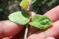 Cynanchum obtusifolium