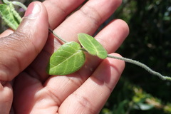 Cynanchum obtusifolium