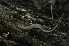 Notomabuya frenata