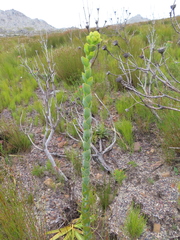 Thesium euphorbioides