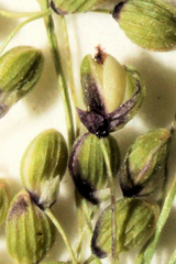 Dichanthelium polyanthes