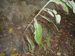 Pentanema squarrosum