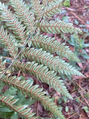 Anchistea virginica image